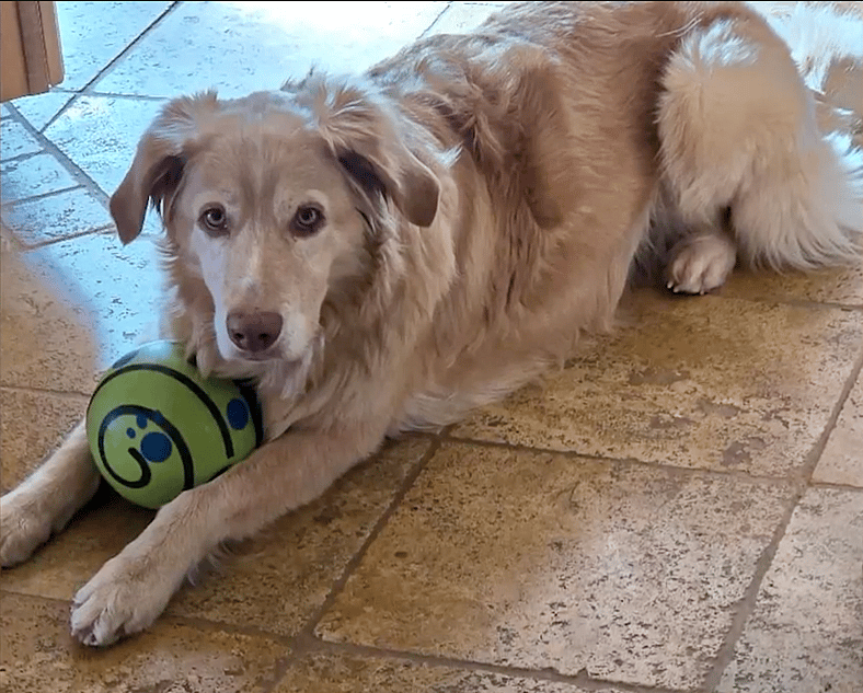 Bonnie in forever home